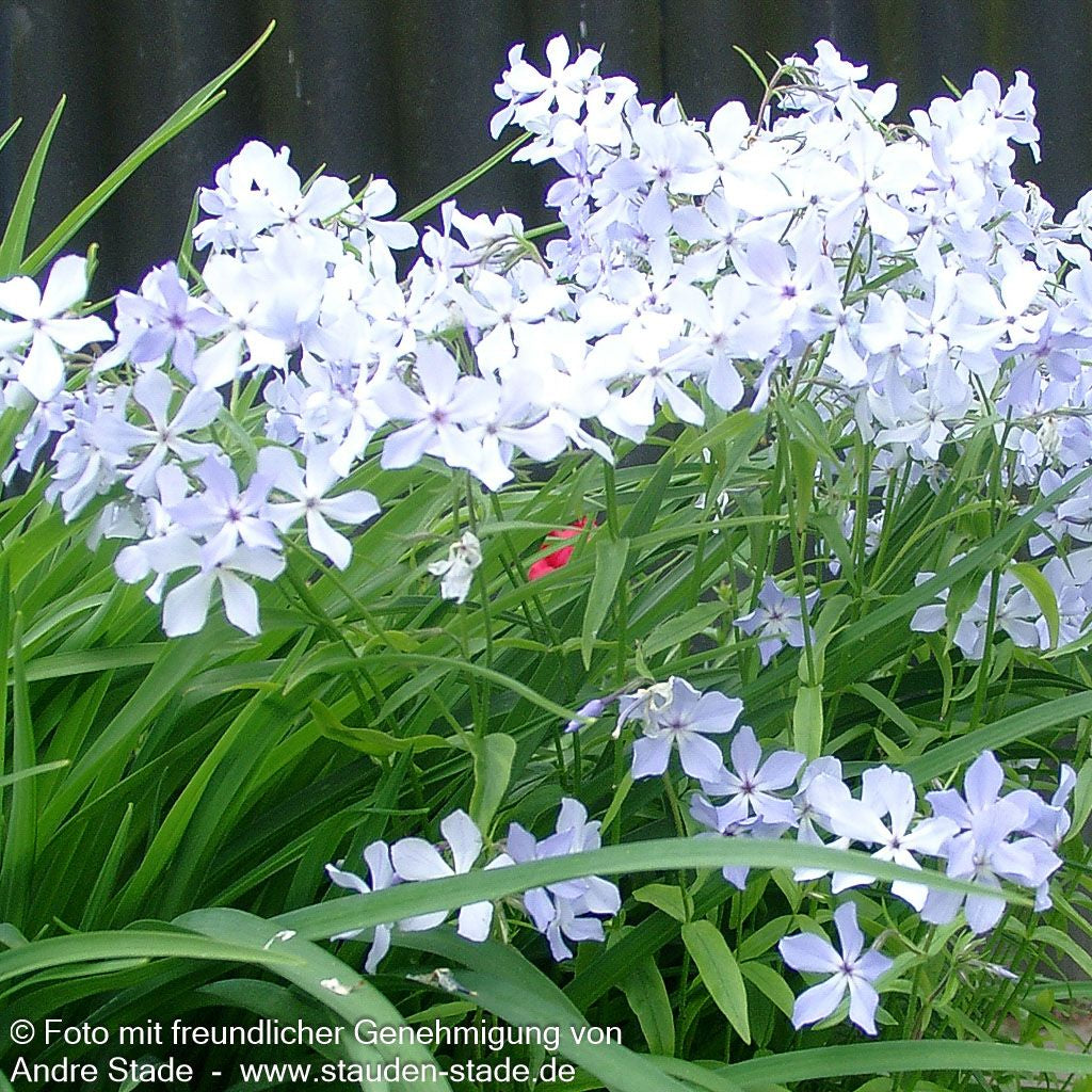 Wald-Flammenblume 'Clouds of Perfume' (Phlox divaricata)