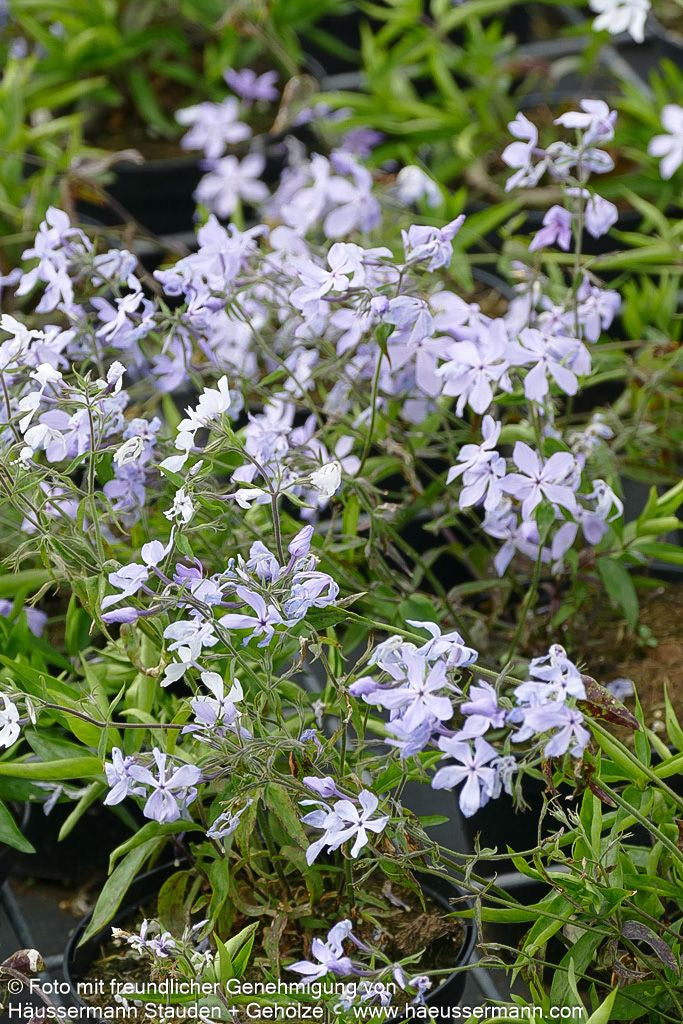 Wald-Flammenblume 'Clouds of Perfume' (Phlox divaricata)