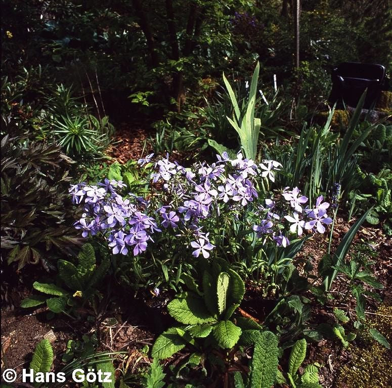 Wald-Flammenblume 'Clouds of Perfume' (Phlox divaricata)