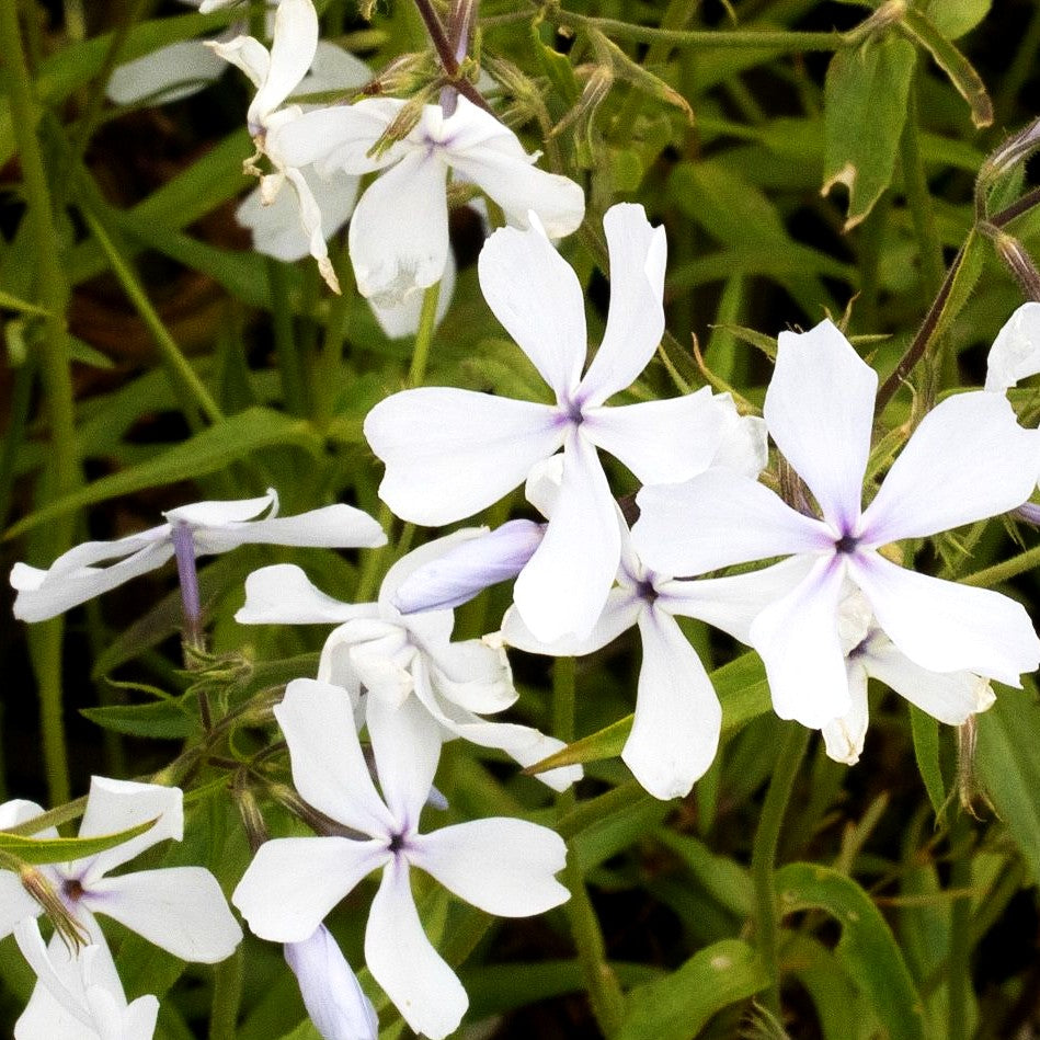 Wald-Flammenblume 'White Perfume' (Phlox divaricata)