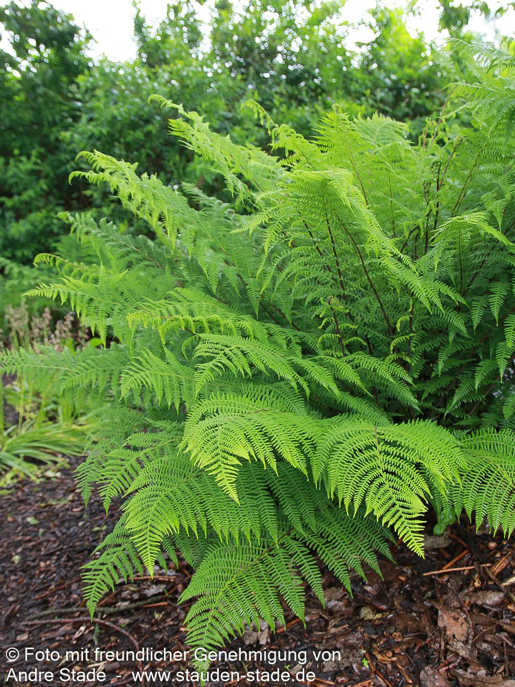 Wald-Frauenfarn (Athyrium filix-femina)