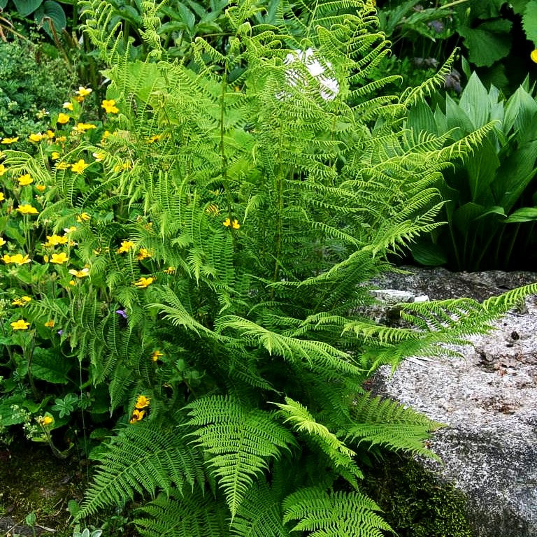 Wald-Frauenfarn (Athyrium filix-femina)