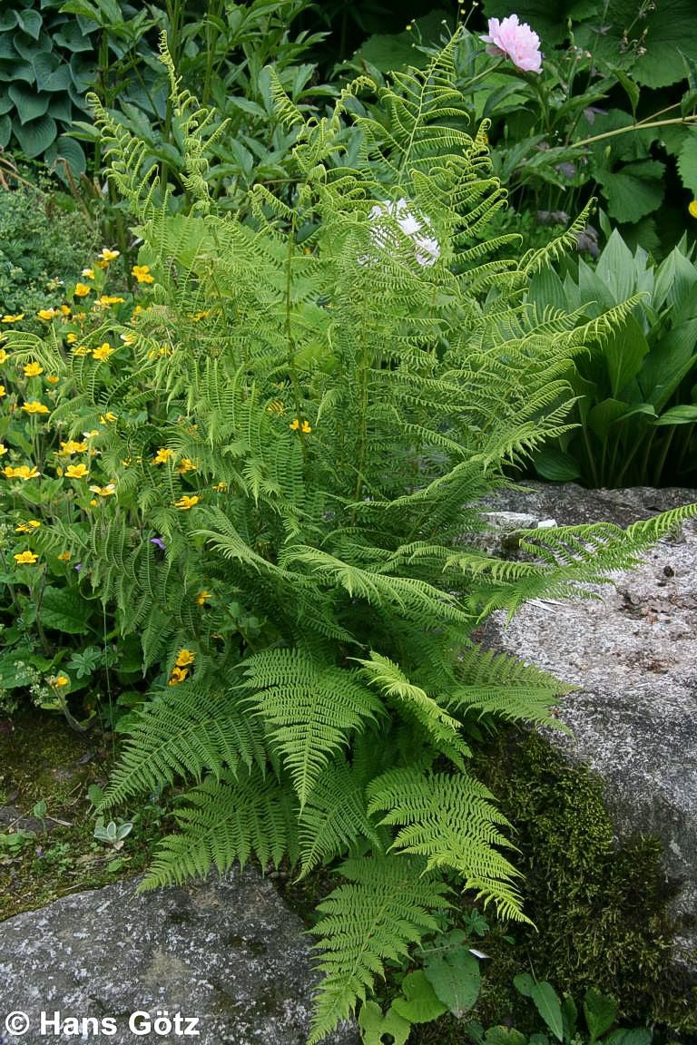 Wald-Frauenfarn (Athyrium filix-femina)