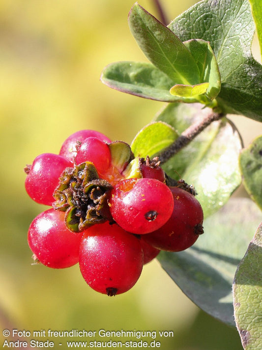 Wald-Geißschlinge 'Serotina' (Lonicera periclymenum)