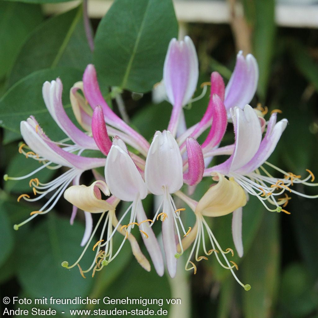 Wald-Geißschlinge 'Serotina' (Lonicera periclymenum)