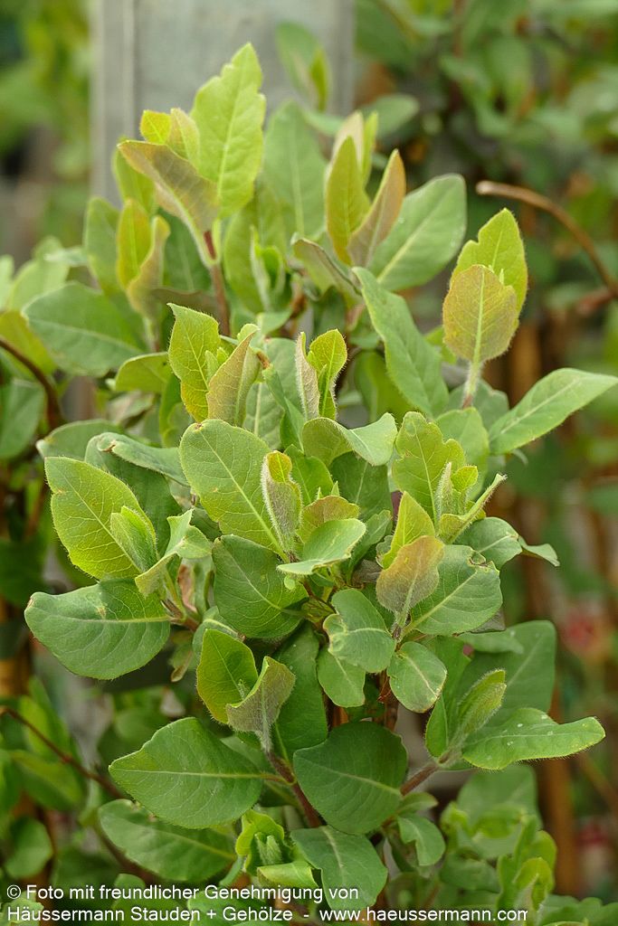 Wald-Geißschlinge 'Serotina' (Lonicera periclymenum)