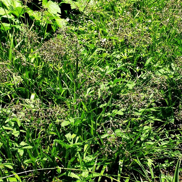 Wald-Marbel (Luzula sylvatica)