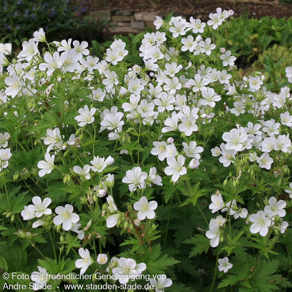 Wald-Storchschnabel (Geranium sylvaticum f. albiflorum)