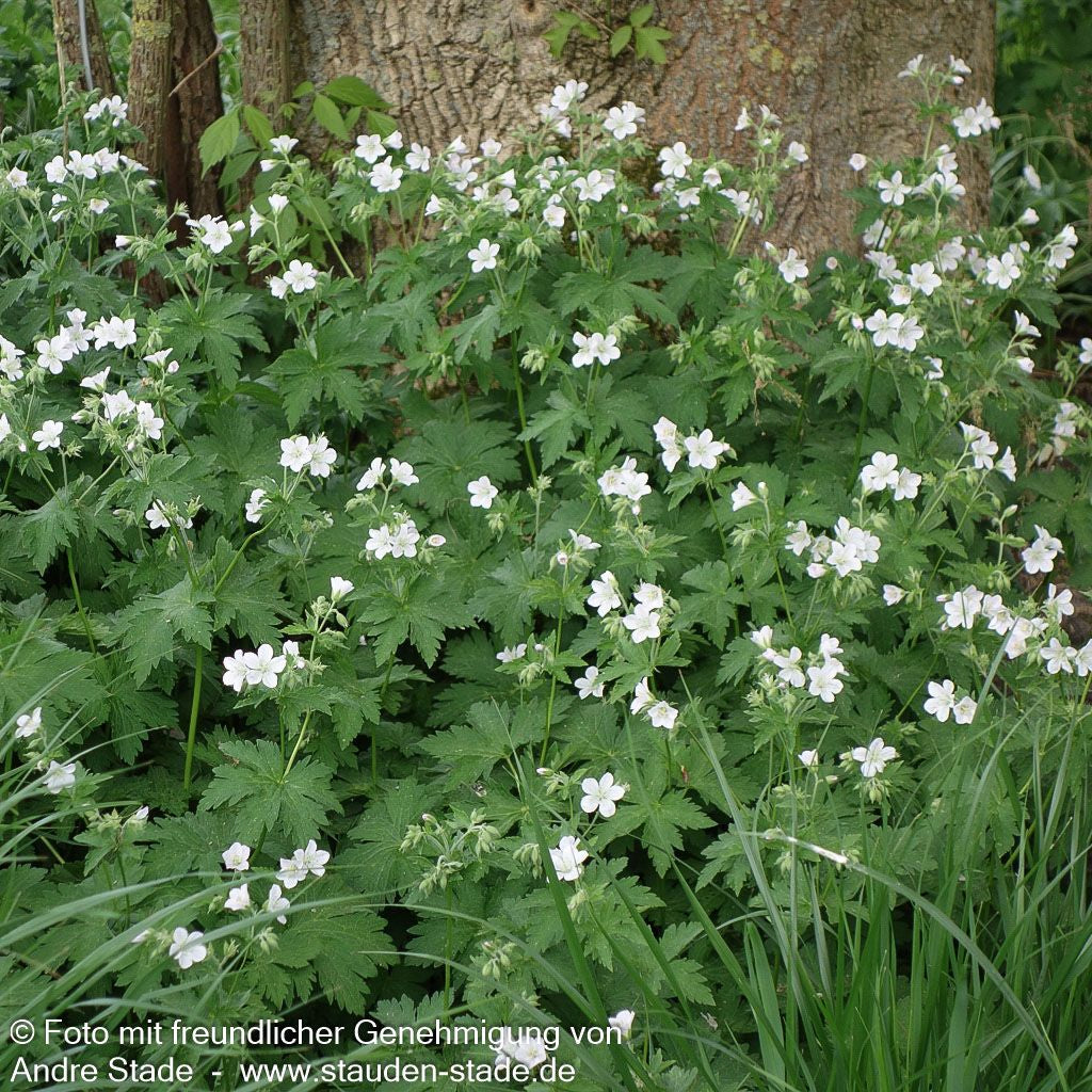 Wald-Storchschnabel (Geranium sylvaticum f. albiflorum)