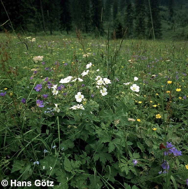 Wald-Storchschnabel (Geranium sylvaticum f. albiflorum)