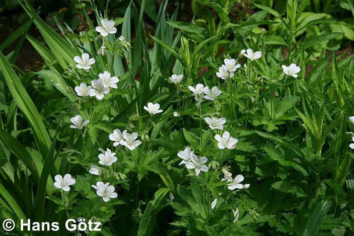Wald-Storchschnabel (Geranium sylvaticum f. albiflorum)