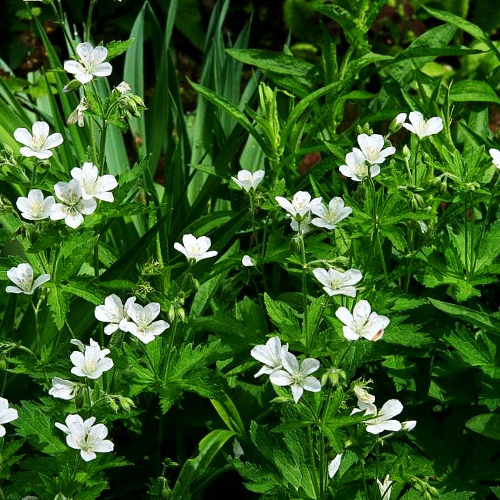 Wald-Storchschnabel (Geranium sylvaticum f. albiflorum)