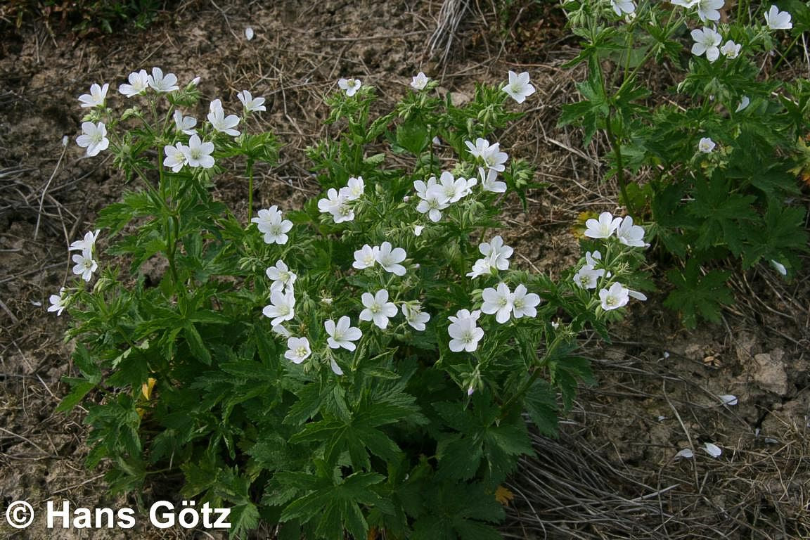 Wald-Storchschnabel (Geranium sylvaticum f. albiflorum)