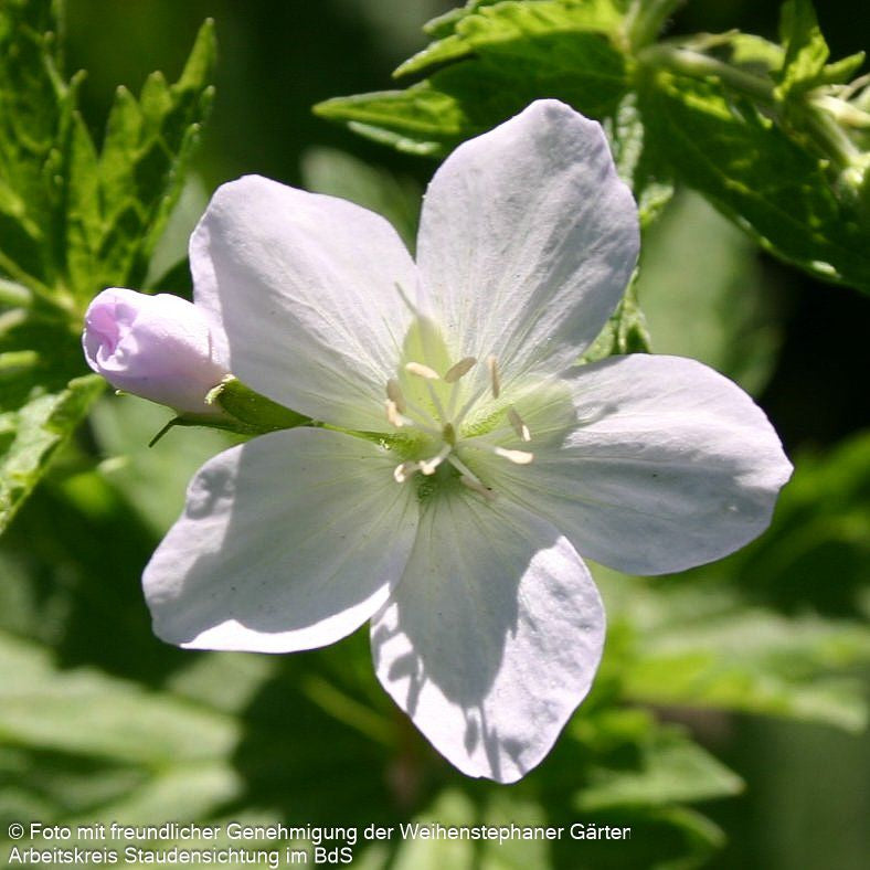 Wald-Storchschnabel (Geranium sylvaticum f. albiflorum)