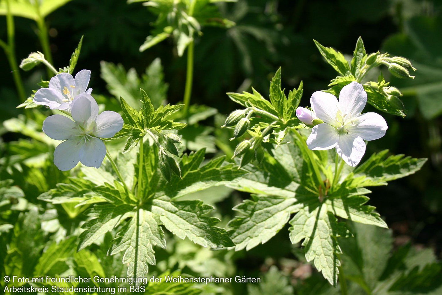 Wald-Storchschnabel (Geranium sylvaticum f. albiflorum)