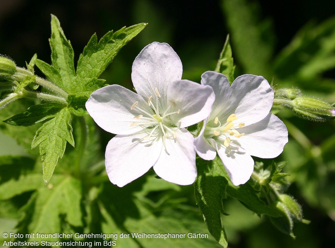 Wald-Storchschnabel (Geranium sylvaticum f. albiflorum)