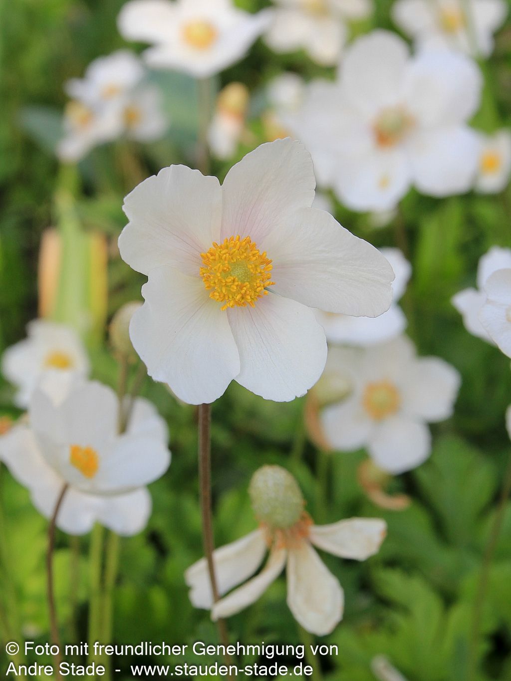Wald-Windröschen (Anemone sylvestris)