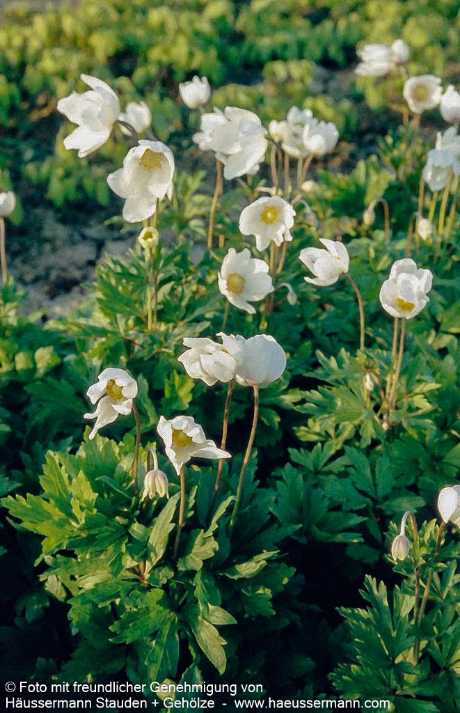 Wald-Windröschen (Anemone sylvestris)