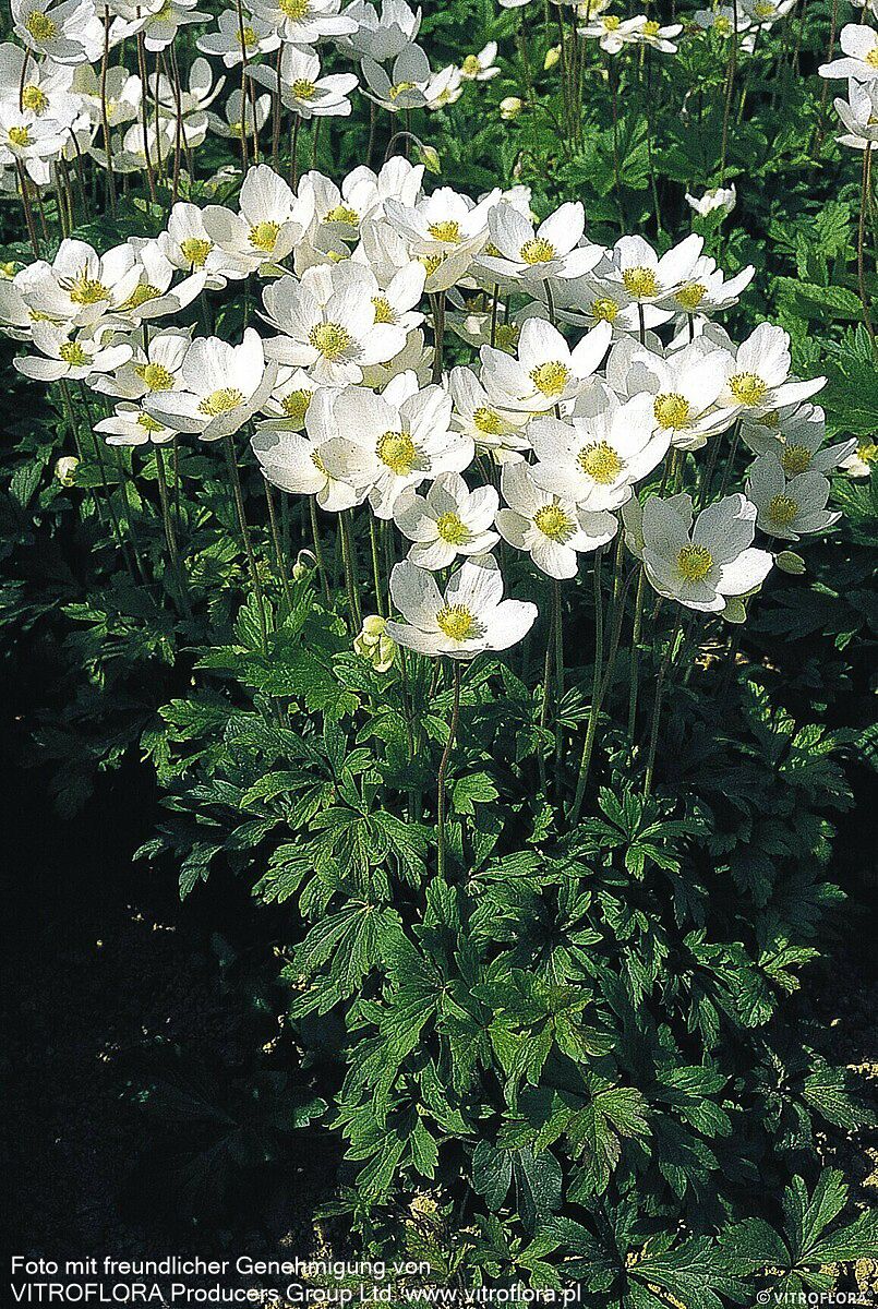 Wald-Windröschen (Anemone sylvestris)