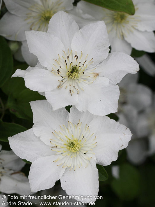 Waldrebe 'Apollonia' 'Apollonia' (Clematis x cult.)