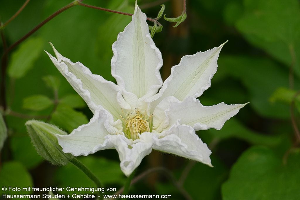 Waldrebe 'Apollonia' 'Apollonia' (Clematis x cult.)