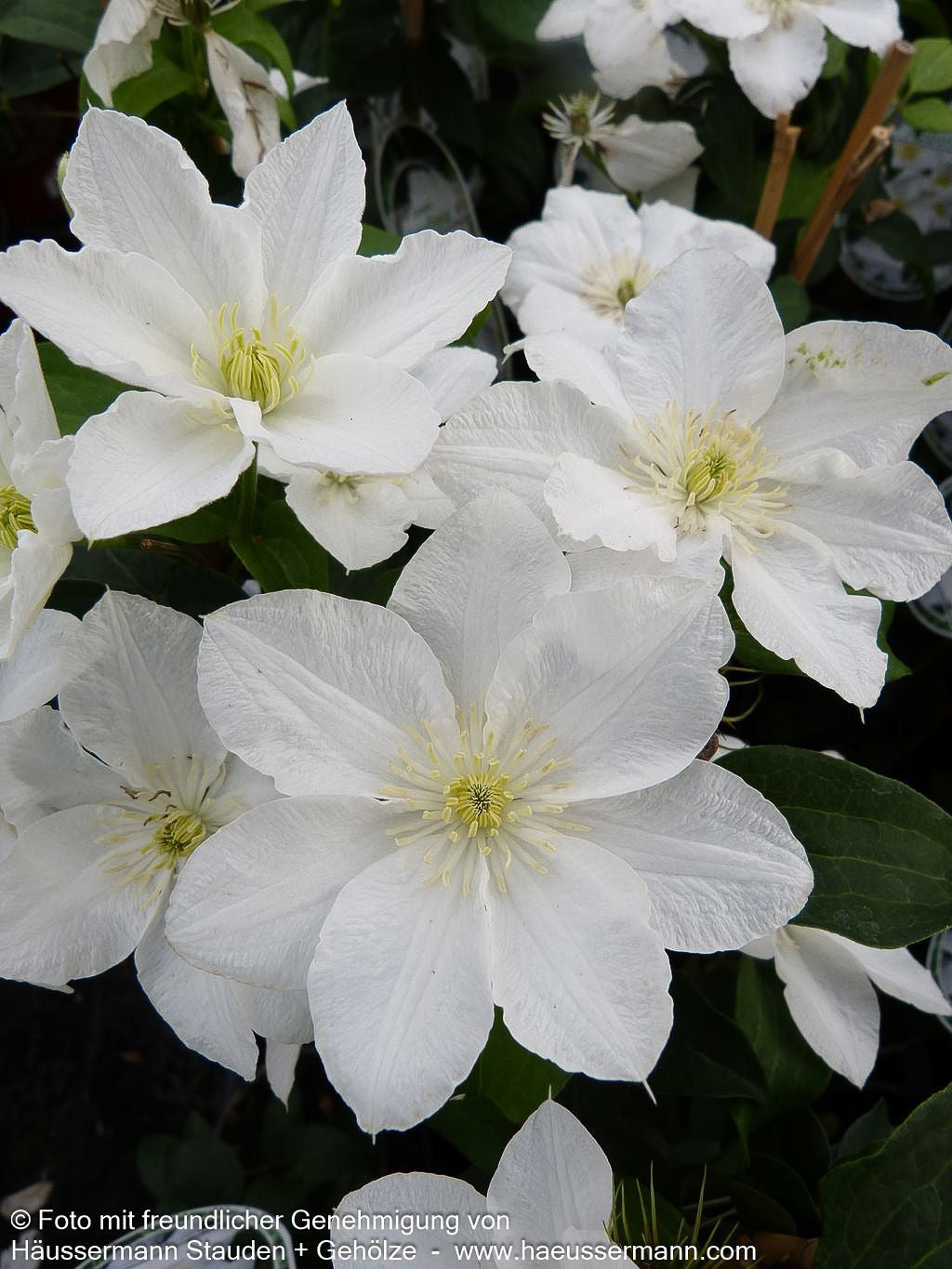 Waldrebe 'Apollonia' 'Apollonia' (Clematis x cult.)