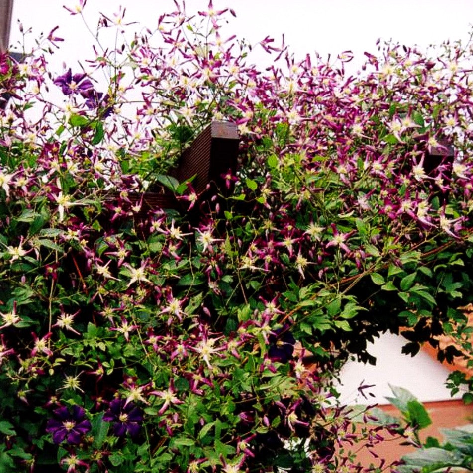 Waldrebe 'Rubromarginata' (Clematis x triternata)