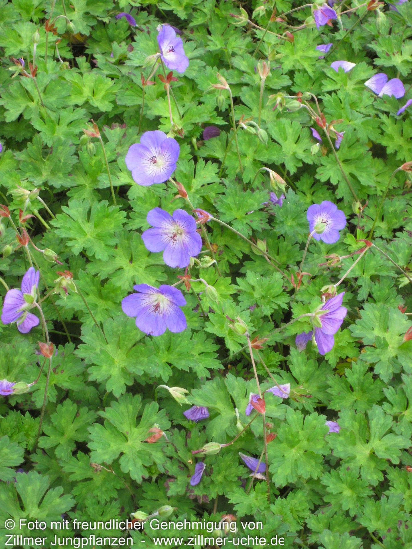 Wallichis Storchschnabel 'Azure Rush' (Geranium wallichianum)