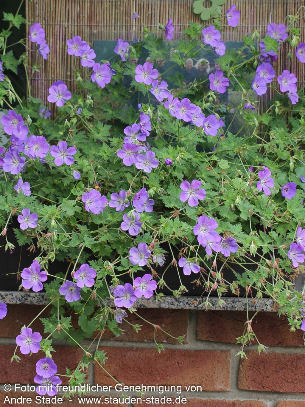 Wallichis Storchschnabel 'Azure Rush' (Geranium wallichianum)