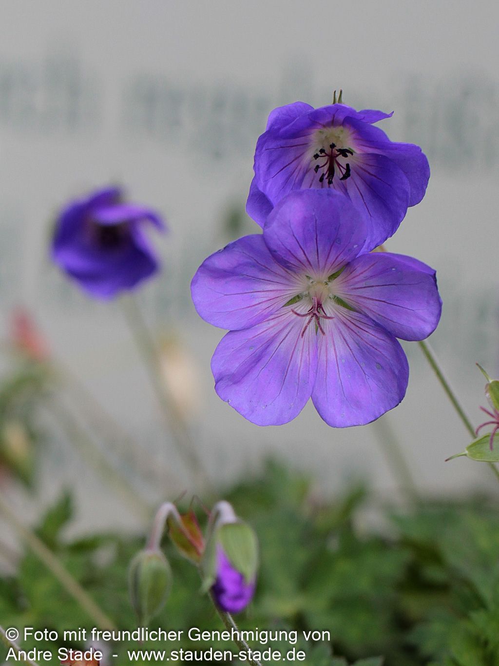 Wallichis Storchschnabel 'Azure Rush' (Geranium wallichianum)