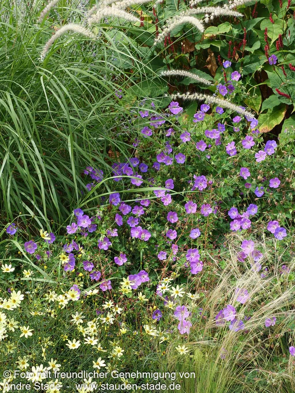 Wallichis Storchschnabel 'Azure Rush' (Geranium wallichianum)