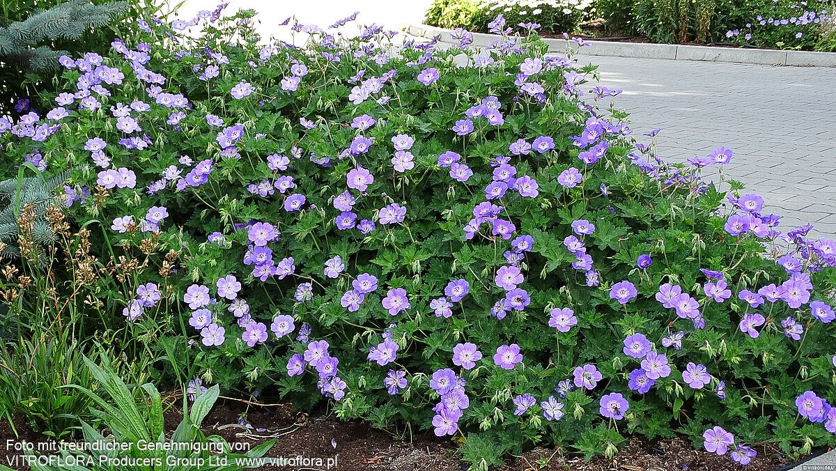 Wallichis Storchschnabel 'Azure Rush' (Geranium wallichianum)