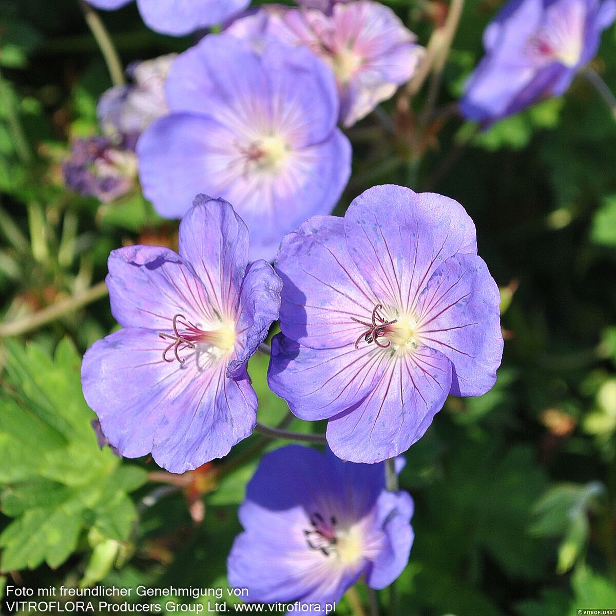 Wallichis Storchschnabel 'Azure Rush' (Geranium wallichianum)