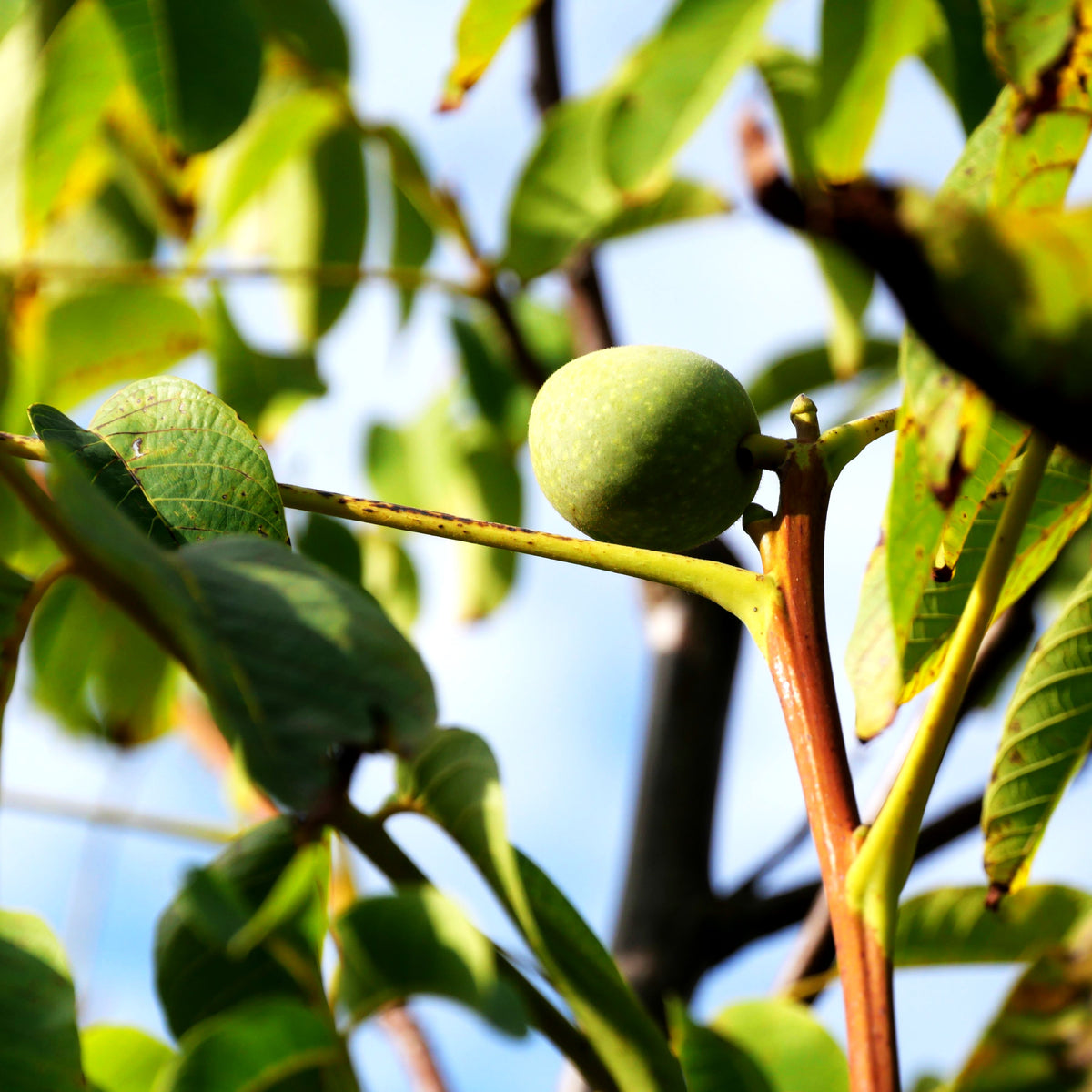Walnuss 'Wunder v.Monrepos' (Juglans regia)