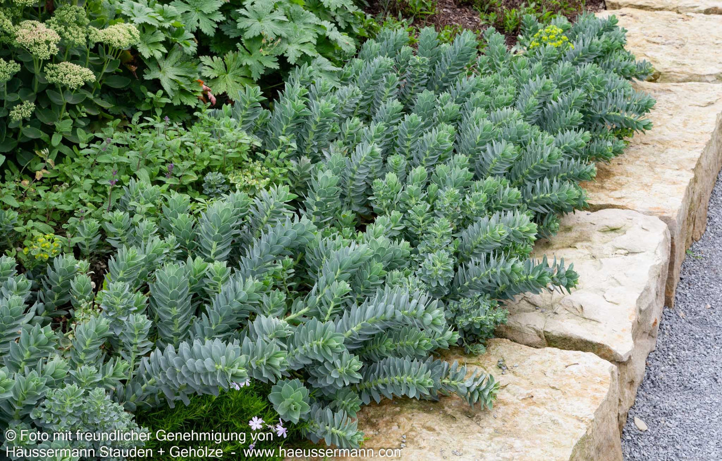 Walzen-Wolfsmilch (Euphorbia myrsinites)