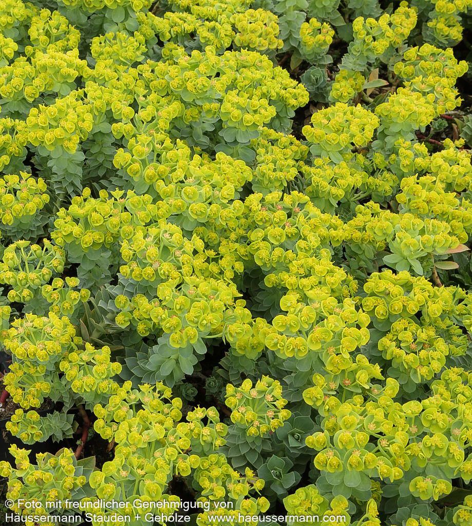 Walzen-Wolfsmilch (Euphorbia myrsinites)