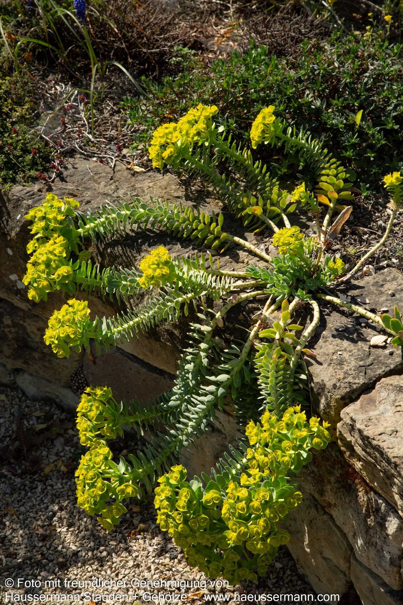 Walzen-Wolfsmilch (Euphorbia myrsinites)