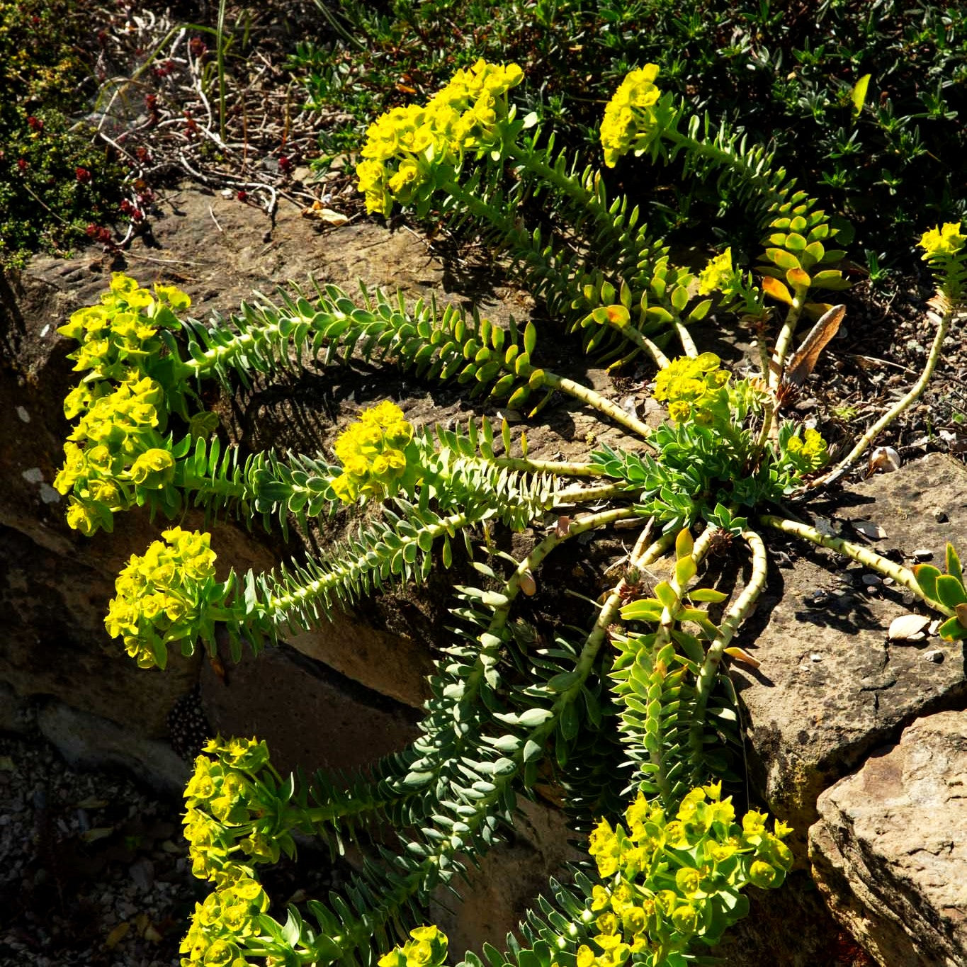 Walzen-Wolfsmilch (Euphorbia myrsinites)