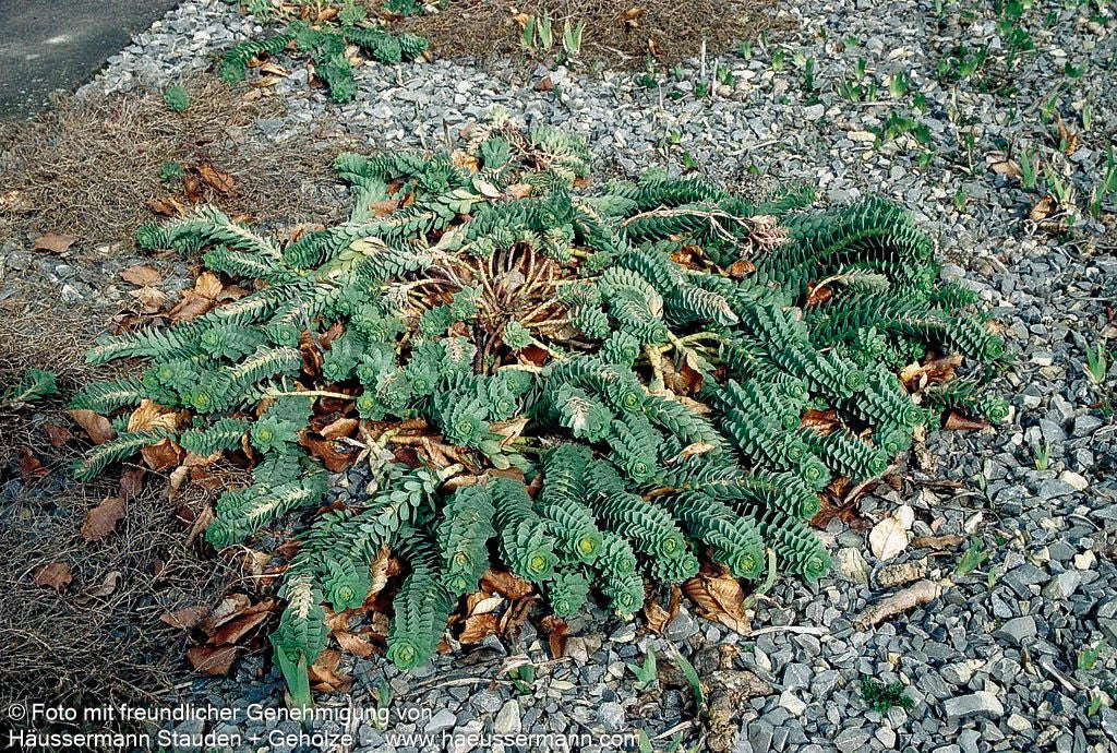 Walzen-Wolfsmilch (Euphorbia myrsinites)