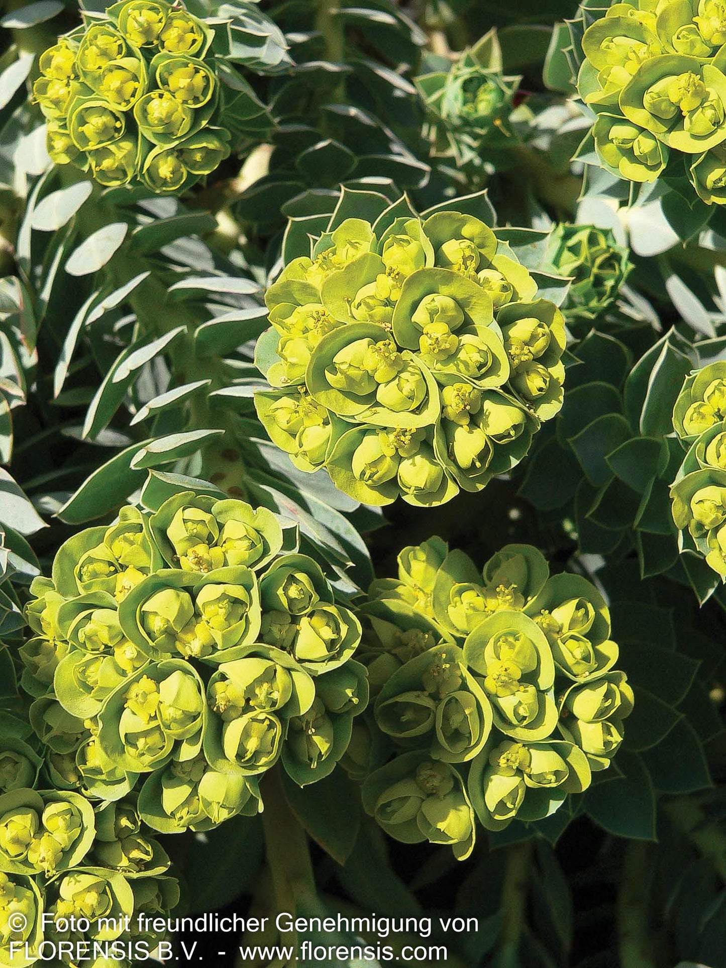 Walzen-Wolfsmilch (Euphorbia myrsinites)