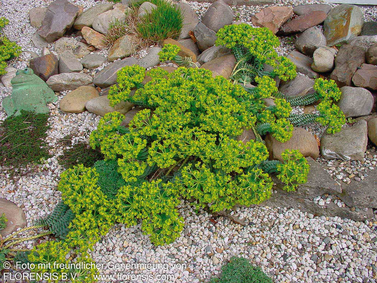 Walzen-Wolfsmilch (Euphorbia myrsinites)