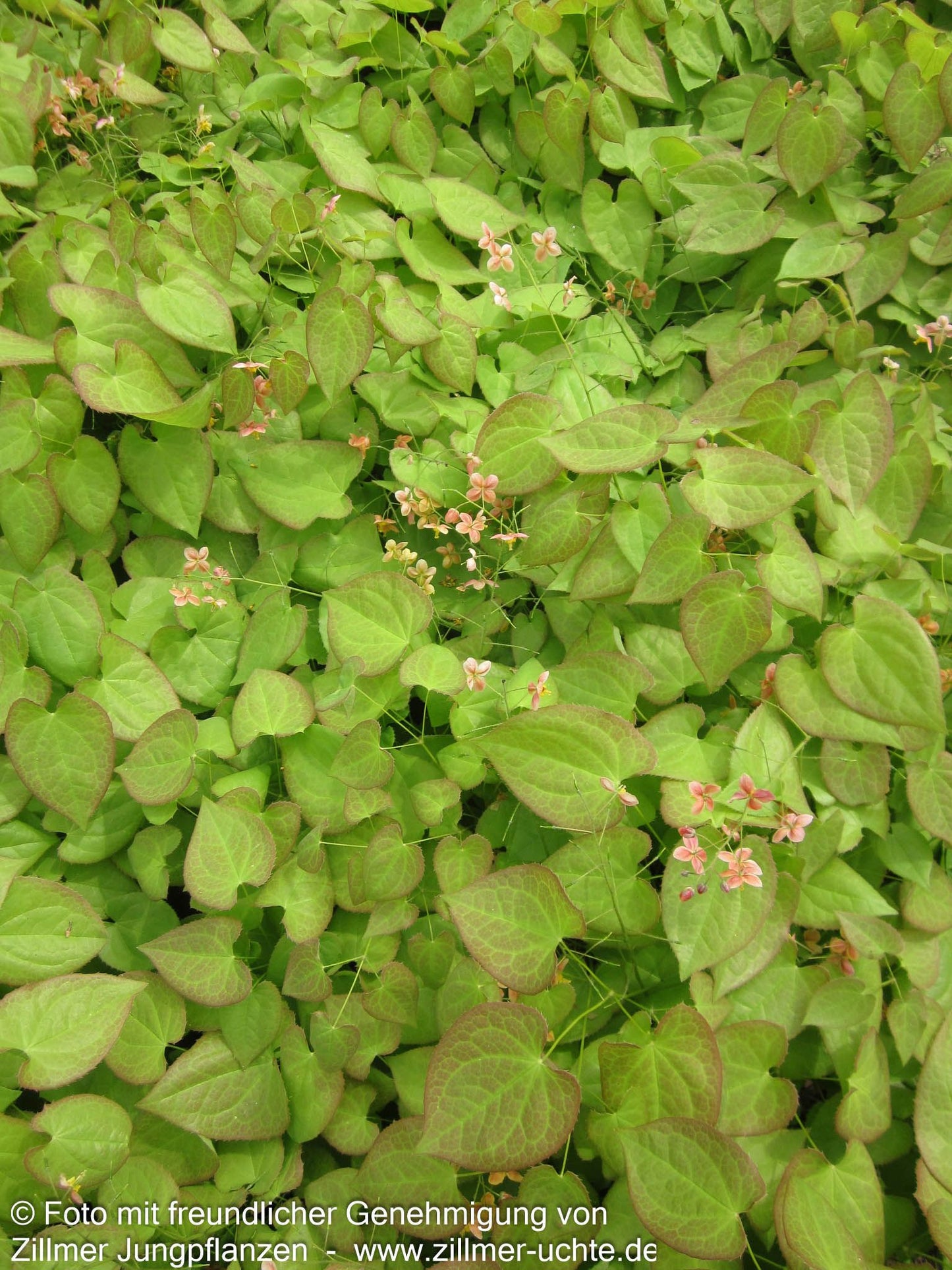 Warley-Elfenblume 'Orangekönigin' (Epimedium x warleyense)