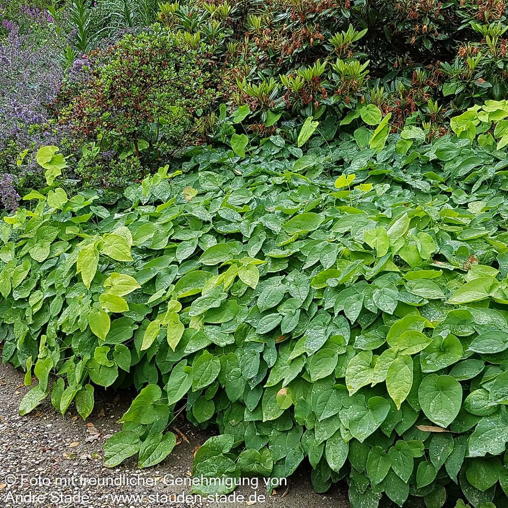 Warley-Elfenblume 'Orangekönigin' (Epimedium x warleyense)