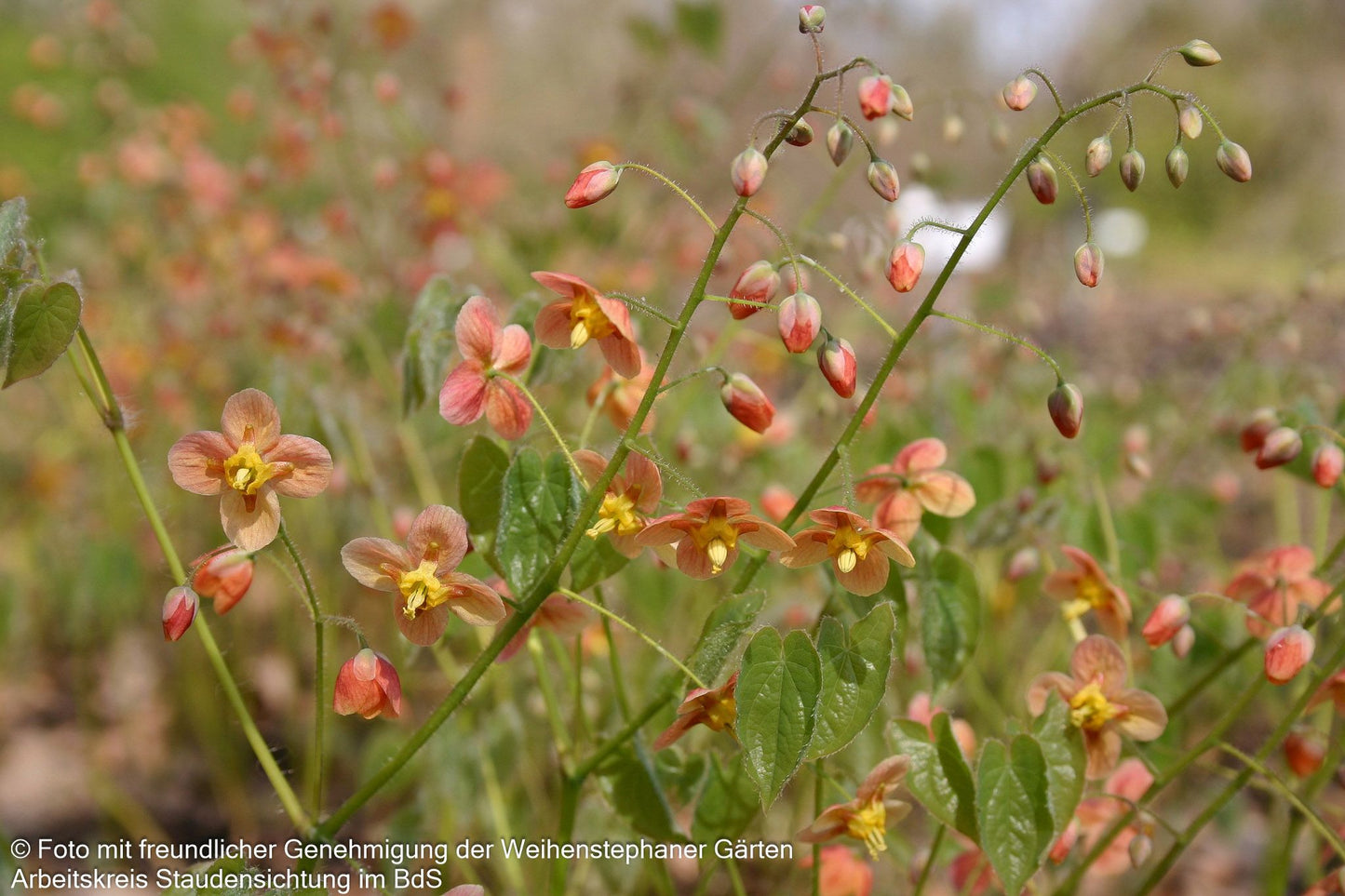 Warley-Elfenblume 'Orangekönigin' (Epimedium x warleyense)