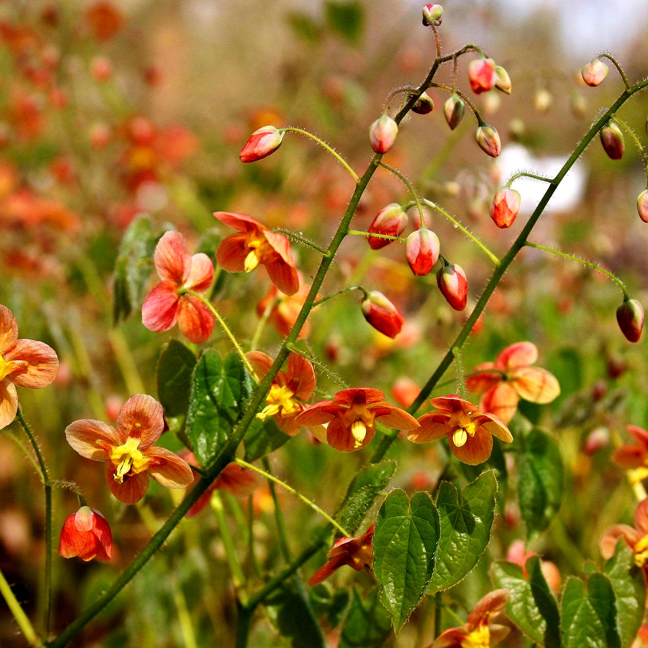 Warley-Elfenblume 'Orangekönigin' (Epimedium x warleyense)