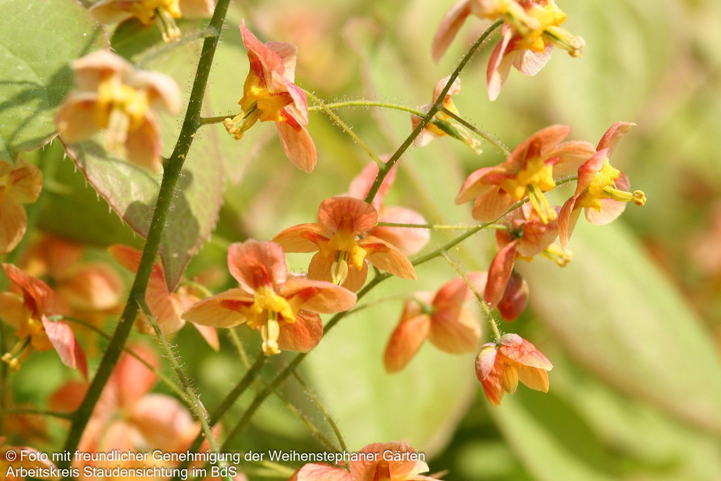 Warley-Elfenblume 'Orangekönigin' (Epimedium x warleyense)