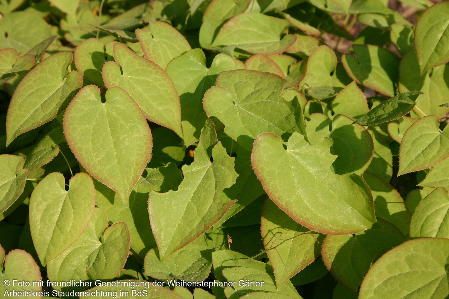 Warley-Elfenblume 'Orangekönigin' (Epimedium x warleyense)
