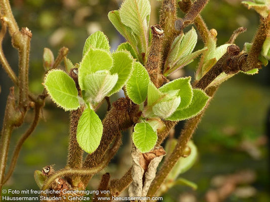 Weibliche Kiwi 'Hayward' (Actinidia chinensis)