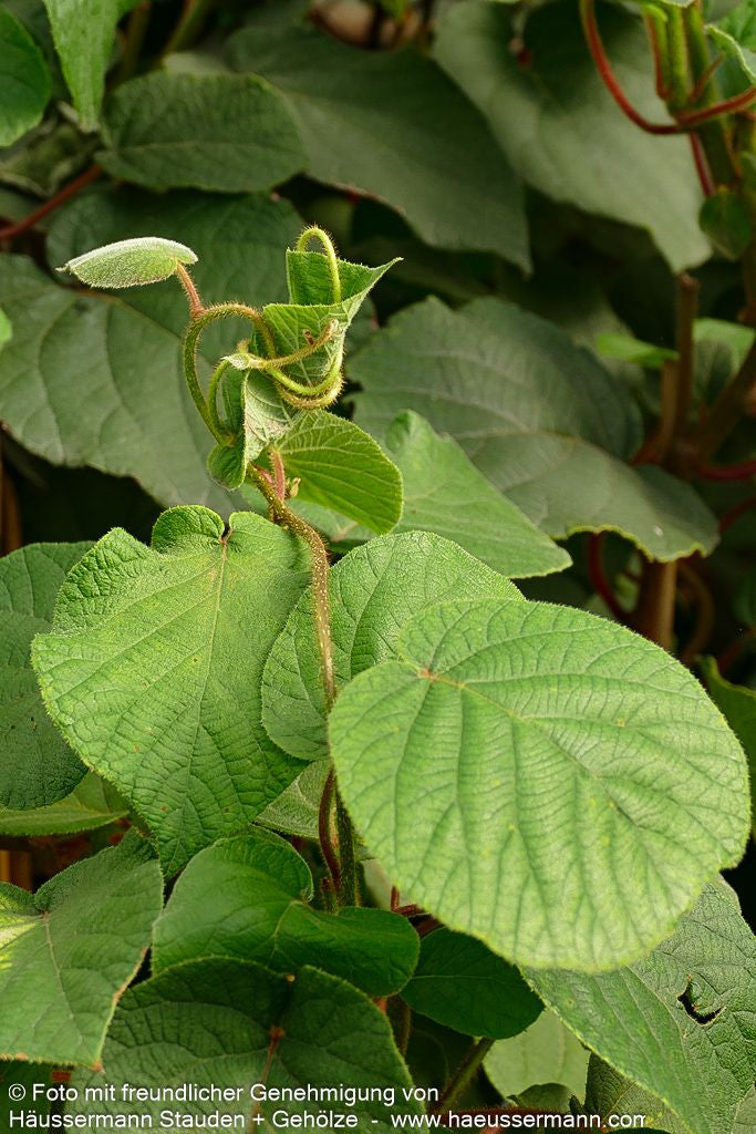 Weibliche Kiwi 'Hayward' (Actinidia chinensis)