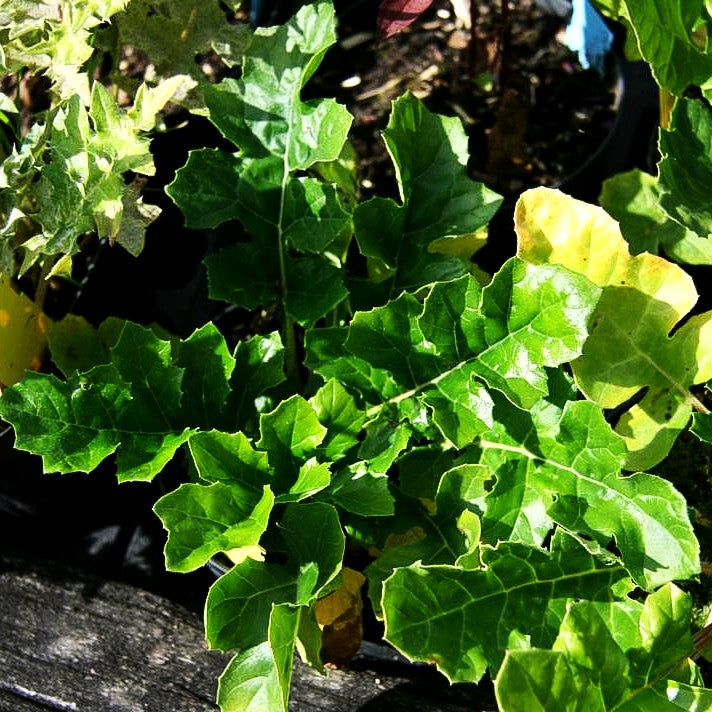 Weiche Bärenklaue (Acanthus mollis)
